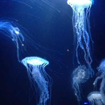 A visit to the Deep Aquarium in Hull meant I got to capture these beautiful sea nettles
